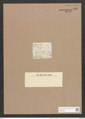 Synedra affinis var. fasciculata (Kuetz.) V. H. (de-Toni-Nr.: Genus 66, Species 2607) Zeichnungen Sammlung Grunow Nr. 5332 (NHMW-BOT-W0373739)